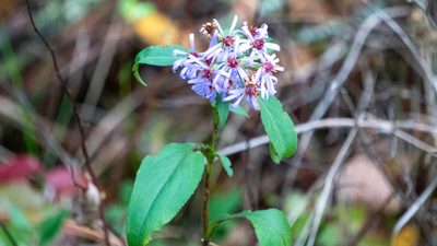 Symphyotrichum ciliolatum, photographed by Nart Barileva