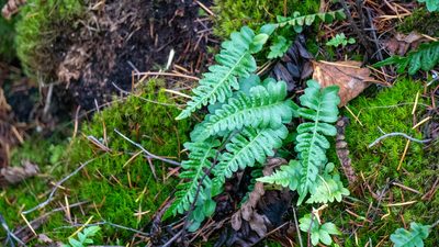 Polypodium hesperium, photographed by Nart Barileva