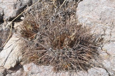 Gymnocalycium gibbosum, photographed by aacocucci
