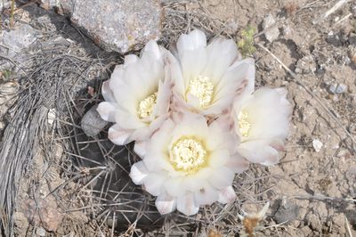 Gymnocalycium gibbosum, photographed by aacocucci