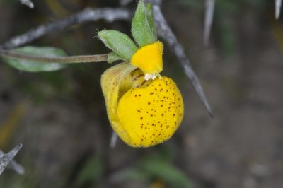Calceolaria polyrhiza, photographed by aacocucci
