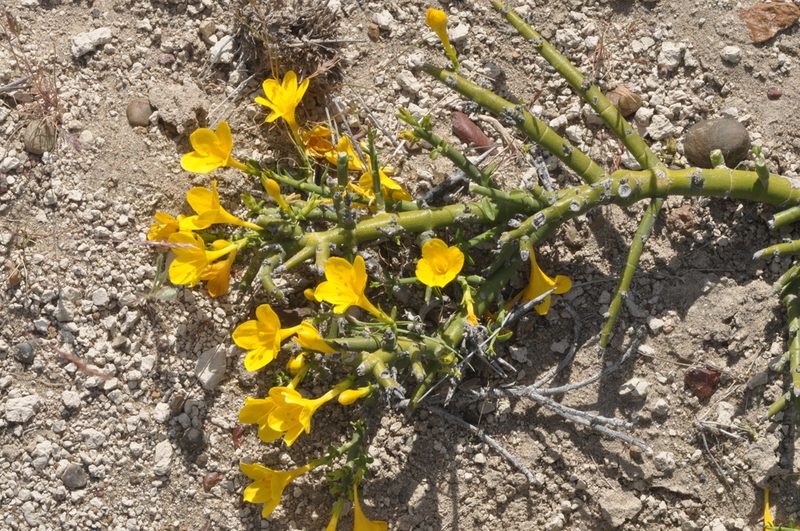 Menodora robusta, photographed by aacocucci
