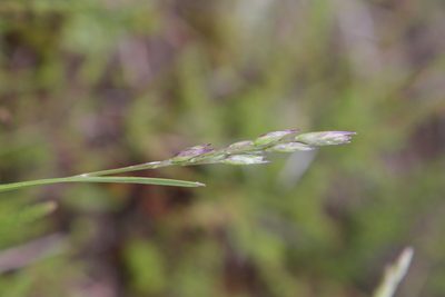 Danthonia decumbens, photographed by jfgodeau
