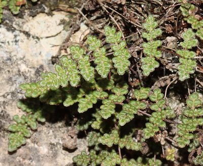 Myriopteris gracilis, photographed by Gordon C. Snelling