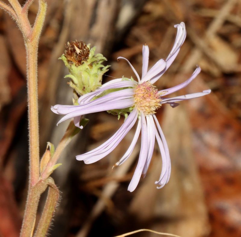 Symphyotrichum anomalum, photographed by Gordon C. Snelling