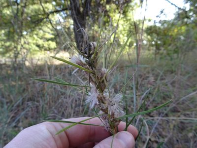 Liatris punctata, photographed by Thomas Koffel