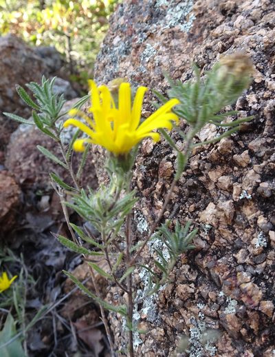 Heterotheca stenophylla, photographed by Thomas Koffel
