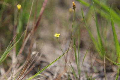 Cicendia filiformis, photographed by jfgodeau
