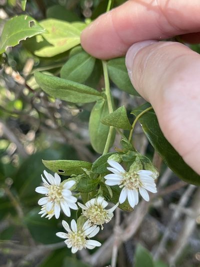 Aster baccharoides, photographed by Yj