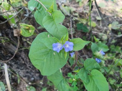 Jacquemontia tamnifolia, photographed by Oscar Gonzalez Diaz