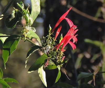 Justicia brasiliana, photographed by Hugo Hulsberg
