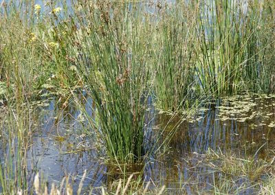 Juncus pallidus, photographed by Rod Lowther