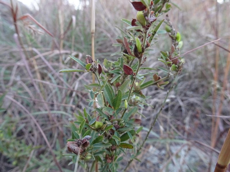 Lespedeza virginica, photographed by Thomas Koffel