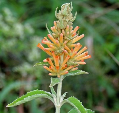 Buddleja tubiflora, photographed by Hugo Hulsberg