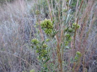 Lespedeza capitata, photographed by Thomas Koffel