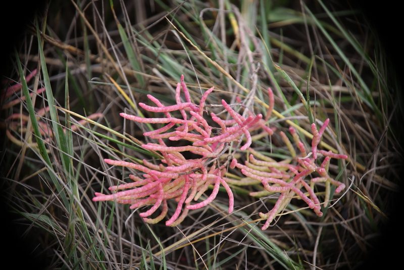 Salicornia depressa, photographed by Kathy Richardson
