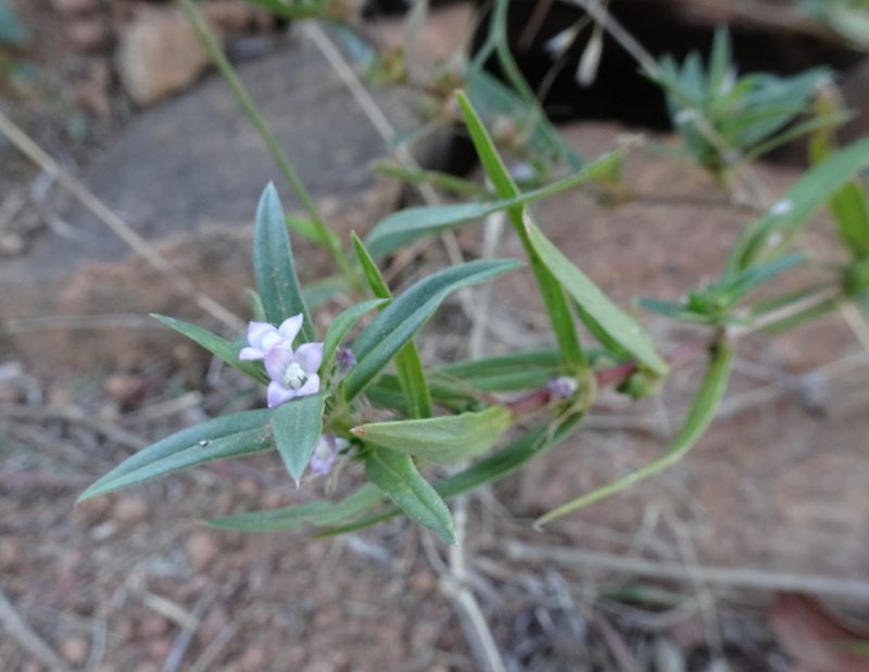 Hexasepalum teres, photographed by Thomas Koffel
