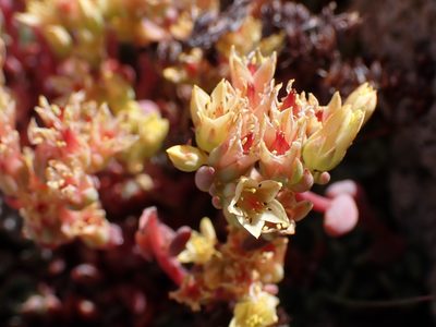 Sedum obtusatum, photographed by John Brew