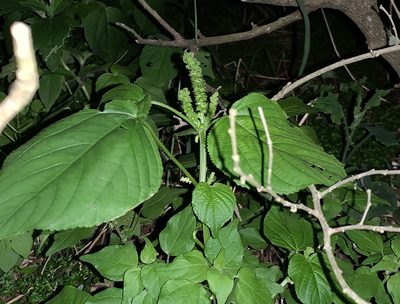 Acalypha setosa, photographed by natalie
