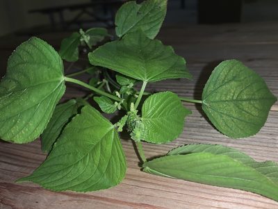 Acalypha setosa, photographed by natalie