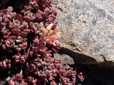 Sedum obtusatum, photographed by John Brew