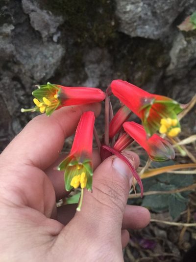 Eustephia darwinii, photographed by Círculo de Investigación en Taxonomía, Florística y Ecología Vegetal