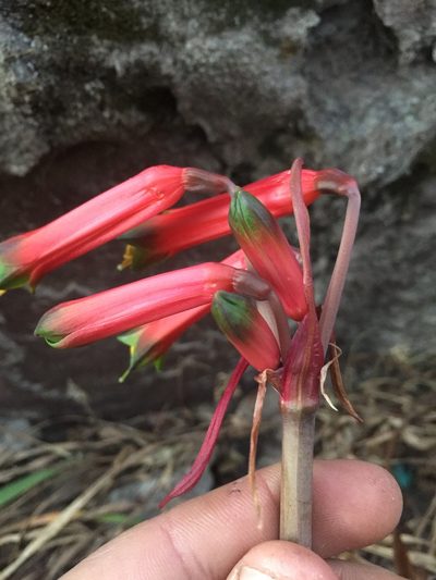 Eustephia darwinii, photographed by Círculo de Investigación en Taxonomía, Florística y Ecología Vegetal