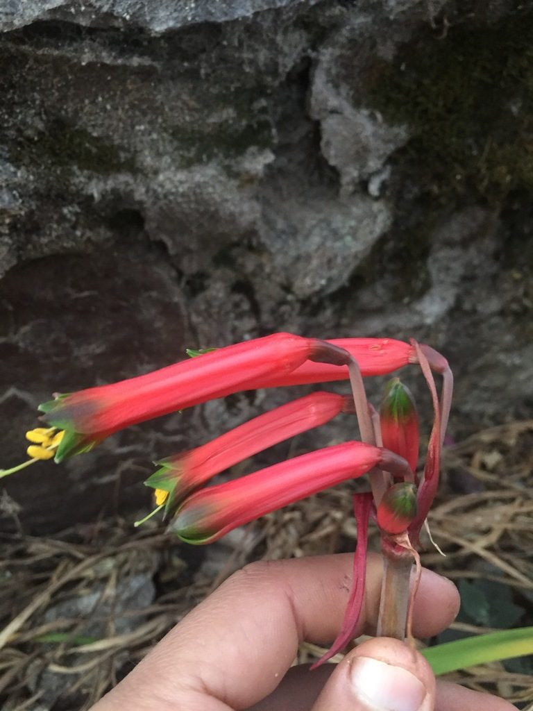 Eustephia darwinii, photographed by Círculo de Investigación en Taxonomía, Florística y Ecología Vegetal