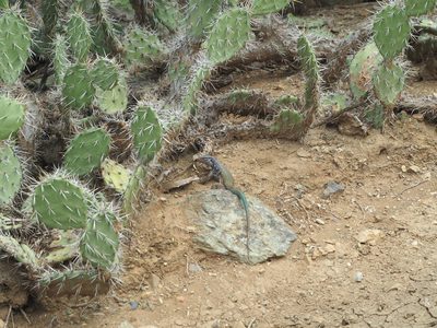 Opuntia caracassana, photographed by Andra Waagmeester