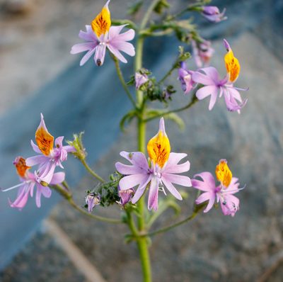 Schizanthus hookeri, photographed by Wayman Kong Gallardo