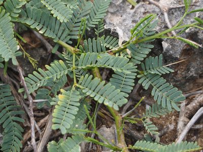 Neltuma juliflora, photographed by Andra Waagmeester