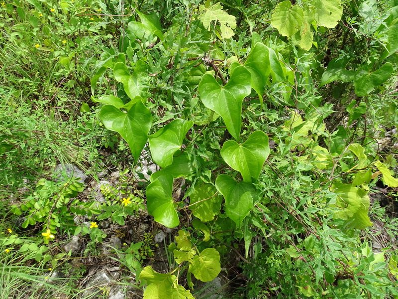 Ipomoea anisomeres, photographed by Alexis López Hernández
