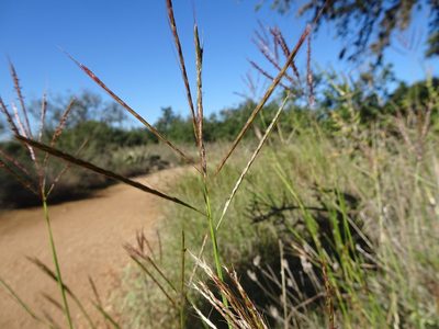 Bothriochloa ischaemum, photographed by Thomas Koffel