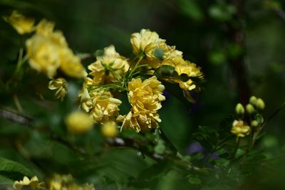 Rosa banksiae, photographed by Max Tweddell