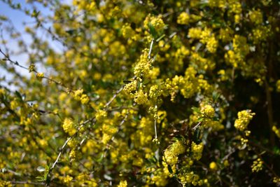 Berberis glaucocarpa, photographed by Max Tweddell