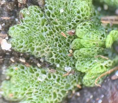 Riccia cavernosa, photographed by natalie