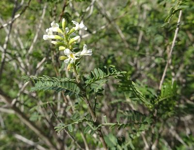 Eysenhardtia texana, photographed by Thomas Koffel