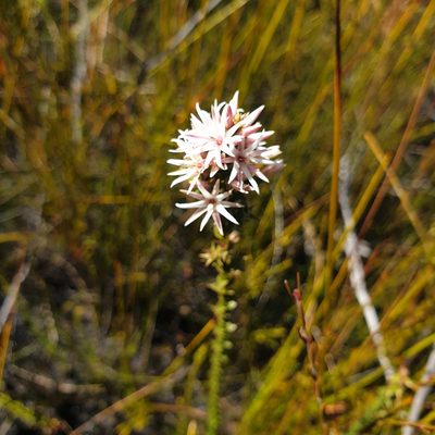 Sprengelia incarnata, photographed by Shelomi Doyle