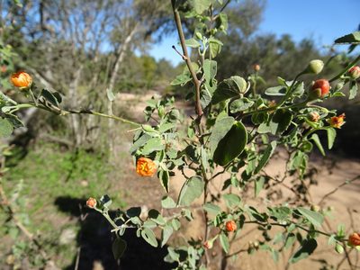 Abutilon fruticosum, photographed by Thomas Koffel