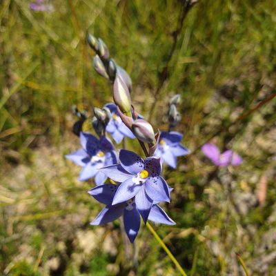 Thelymitra ixioides, photographed by Shelomi Doyle