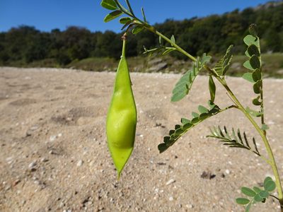 Sesbania vesicaria, photographed by Thomas Koffel