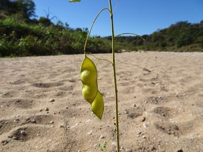 Sesbania vesicaria, photographed by Thomas Koffel