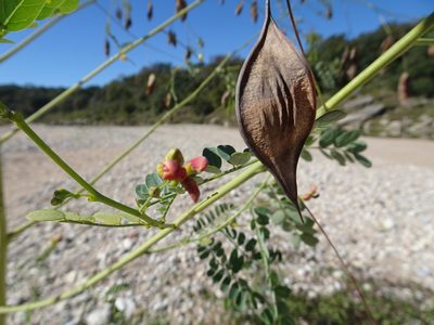 Sesbania vesicaria, photographed by Thomas Koffel