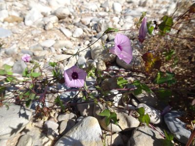 Ipomoea cordatotriloba, photographed by Thomas Koffel