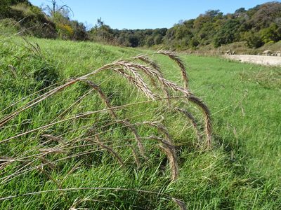 Elymus canadensis, photographed by Thomas Koffel