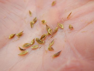 Carex tahoensis, photographed by Matt Lavin