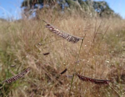 Bouteloua hirsuta, photographed by Thomas Koffel