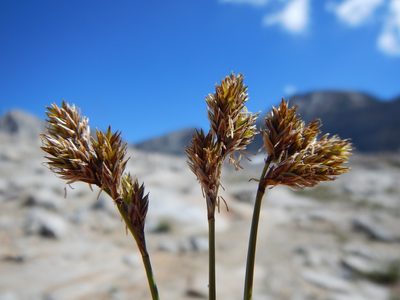 Carex tahoensis, photographed by Matt Lavin