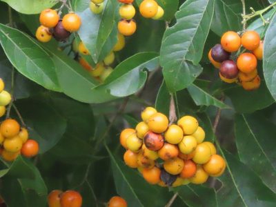 Ehretia tinifolia, photographed by Francisco Emilio Roldán Velasco