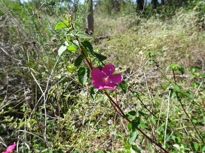 Pavonia lasiopetala, photographed by Thomas Koffel
